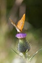 Edge ring Fritillary - milk thistle Royalty Free Stock Photo