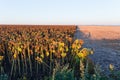 Edge of the ripe sunflowers field at frosty autumn morning Royalty Free Stock Photo