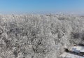 The edge of a snowy wood. Clear blue sky over the frost tree tops. Winter landscape of Eastern Europe.