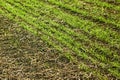 Edge of sown wheat fields close up