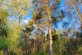 The edge of the spring forest in the evening sun