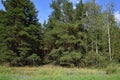 edge of a spruce forest in August, Russia Royalty Free Stock Photo