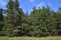 edge of a spruce forest in August, Russia Royalty Free Stock Photo