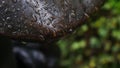 Magnificent Greenery on a Statue\'s Edge with Water Droplets Falling and Trickling Royalty Free Stock Photo