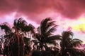 The edge of the storm - Palm trees silhouetted against a strange pink and turquoise and yellow sky as a tropical storm passes