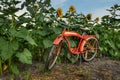 Edge of Sunflower Field and Red Bicycle Royalty Free Stock Photo