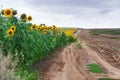 Edge of sunflower field in summer Royalty Free Stock Photo