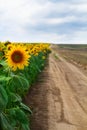 Edge of sunflower field in summer Royalty Free Stock Photo