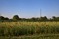 Edge of a wheat field with poppies on a summer day in the italian countryside Royalty Free Stock Photo