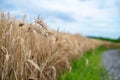 Edge of wheat field in summertime Royalty Free Stock Photo