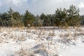 On the edge of the winter forest. Glade with tall stalks of dry grass covered with snow. Sunny winter day with clear blue sky Royalty Free Stock Photo