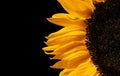 Edge of yellow sunflower petals isolated on a black background