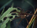 edged hunting spider