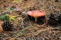 mushroom mushroom hides under pine needles