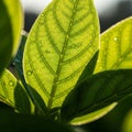 Edges of the leaf are softly blurred emphasizing the central vein structure Royalty Free Stock Photo