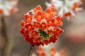 Edgeworthia chrysantha Red Dragon Royalty Free Stock Photo