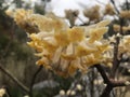 Edgeworthia chrysantha