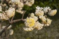 Edgeworthia chrysantha shrub Royalty Free Stock Photo