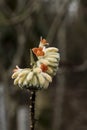 Edgeworthia chrysantha `Red Dragon` Royalty Free Stock Photo