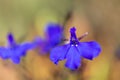 Edging lobelia lobelia erinus Royalty Free Stock Photo