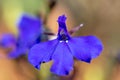 Edging lobelia lobelia erinus Royalty Free Stock Photo