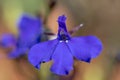 Edging lobelia lobelia erinus Royalty Free Stock Photo