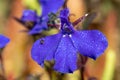 Edging lobelia lobelia erinus Royalty Free Stock Photo