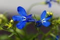 Edging lobelia Lobelia erinus Royalty Free Stock Photo