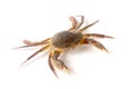 edible alive crab isolated on a white background Royalty Free Stock Photo
