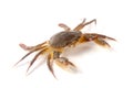 Edible alive crab isolated on a white background Royalty Free Stock Photo