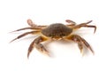 Edible alive crab isolated on a white background Royalty Free Stock Photo