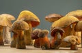 Edible and appetizing wild boletus mushrooms and Suillellus luridus on the table