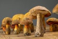 Edible and appetizing wild boletus mushrooms and Suillellus luridus on the table