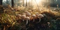 edible armillaria mushrooms in forest on sunny summer day. Generative AI illustration