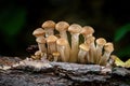 Edible Armillaria ostoyae mushroom commonly known as Honey mushroom