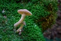 Edible Armillaria mellea, commonly known as honey fungus, grow on green moss. Autumn mushrooms in the forest