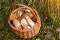 Edible autumn mushrooms porcini in basket in sunlight. Nature, forest