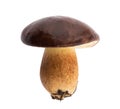 Edible Bay bolete Imleria badia mushroom on isolated without shadow clipping path