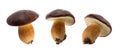 edible Bay bolete (Imleria badia) mushroom on isolated without shadow clipping path