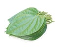 Edible betel leaf isolated