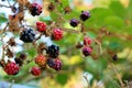 Rubus fruticosus blackberry in various ripening stages