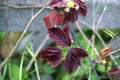 Edible blackberry leaves autumn maroon colors