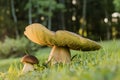 Edible Bolete Fungi Mushrooms in autumn forest.