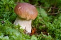 Edible Bolete Mushrooms