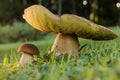 Edible Bolete Fungi Mushrooms in autumn forest.