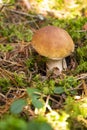 Edible bolete mushrooms in autumn wild forest. Boletus edulis