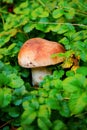 Edible boletus and leaves Royalty Free Stock Photo
