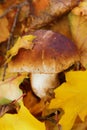 Edible boletus and leaves Royalty Free Stock Photo