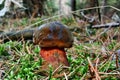Edible boletus luridiformis Royalty Free Stock Photo