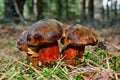 Edible boletus luridiformis mushroom Royalty Free Stock Photo